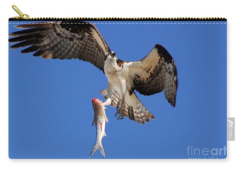 Osprey Zip Pouch featuring the photograph Grace in the Sky by Quinn Sedam