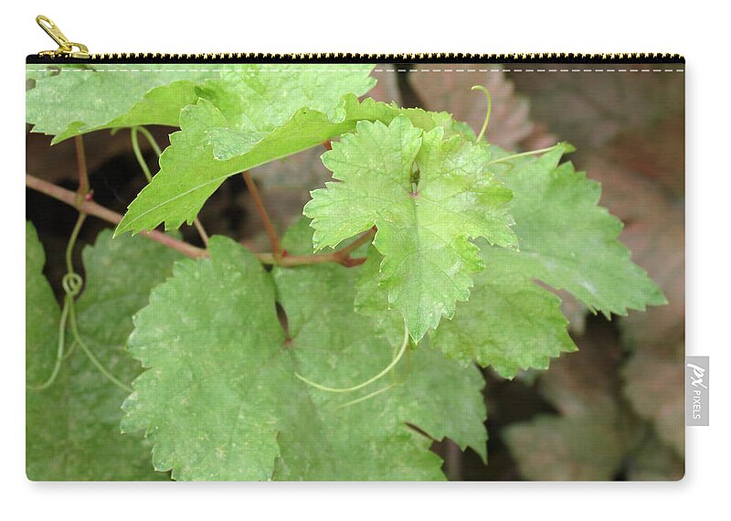 Grapevine Zip Pouch featuring the photograph Grapevine by Laurel Powell