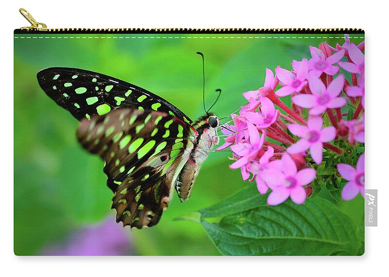 Black Color Zip Pouch featuring the photograph Graphium Agamemnon Butterfly In Flight by Lasting Image By Pedro Lastra