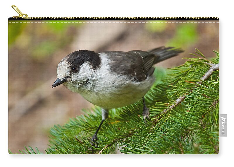 Animal Carry-all Pouch featuring the photograph Gray Jay on Fir Tree by Jeff Goulden