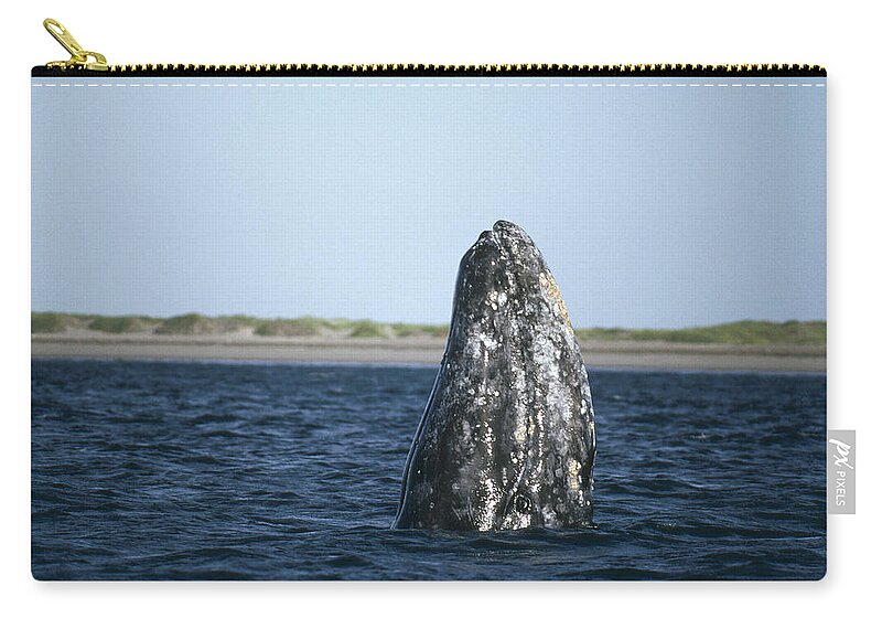 Feb0514 Zip Pouch featuring the photograph Gray Whale Adult Spy-hopping Magdalena by Tui De Roy