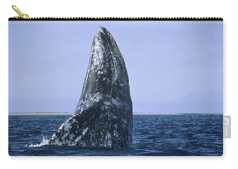 Feb0514 Zip Pouch featuring the photograph Gray Whale Breaching Pacific Ocean by Konrad Wothe