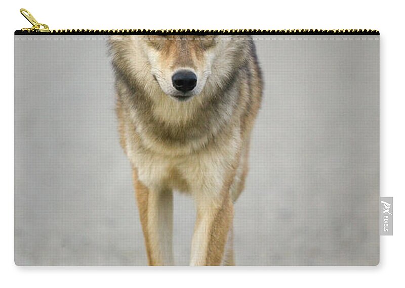 00440973 Zip Pouch featuring the photograph Gray Wolf in Denali by Yva Momatiuk John Eastcott
