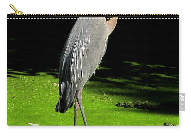 Great Blue Heron Photographs Wading Birds Of America Wetland Wildlife Images Wetland Birds Blue Heron Images Water Birds American Wetland Biodiversity Conservation Natural Science Educational Resources Zip Pouch featuring the photograph Great Blue Heron by Joshua Bales