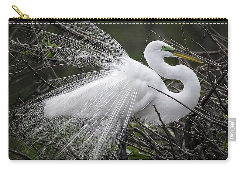 Florida Zip Pouch featuring the photograph Great Egret Preening by Fran Gallogly