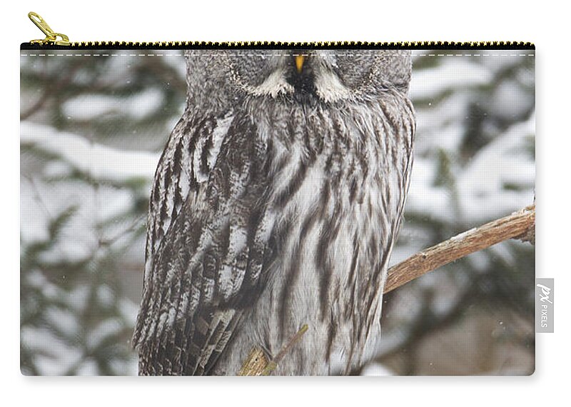 Feb0514 Zip Pouch featuring the photograph Great Gray Owl In A Tree Germany by Duncan Usher