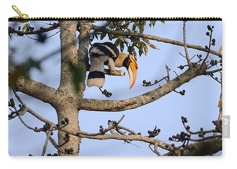 Nature Zip Pouch featuring the photograph Great Indian Hornbill by Fotosas Photography