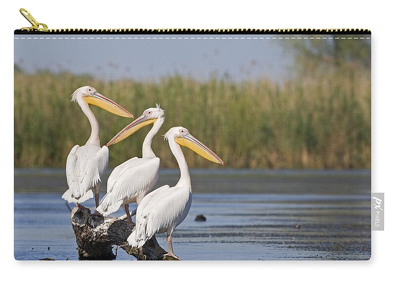 Flpa Zip Pouch featuring the photograph Great White Pelican Trio Danube Delta by Dickie Duckett