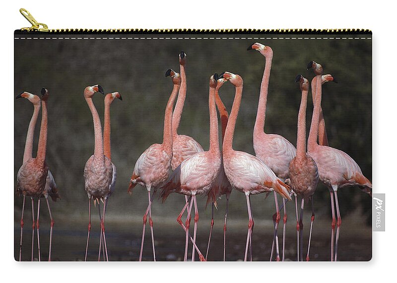 Feb0514 Zip Pouch featuring the photograph Greater Flamingo Group Courtship Dance by Tui De Roy