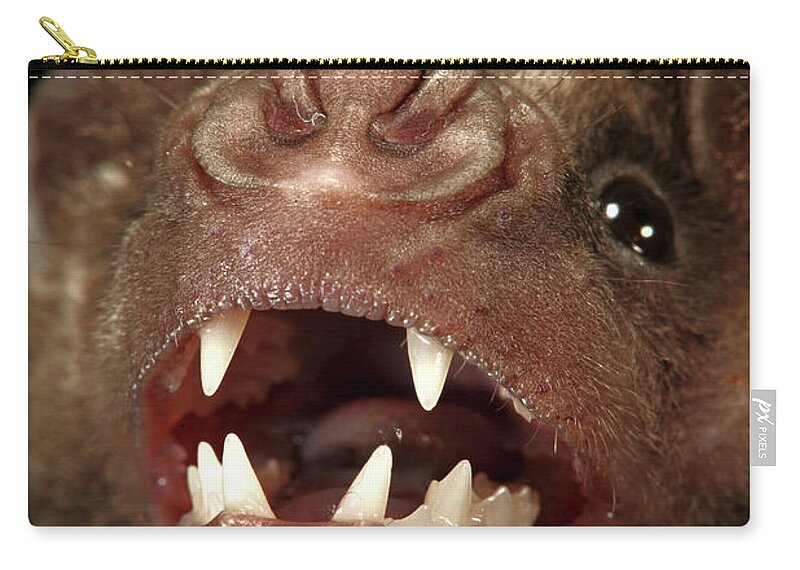 00463278 Zip Pouch featuring the photograph Greater Spear-nosed Bat by Christian Ziegler