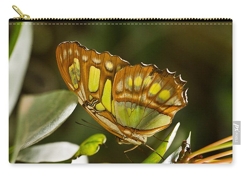Tropical Zip Pouch featuring the photograph Green and Brown Tropical Butterfly by Douglas Barnett
