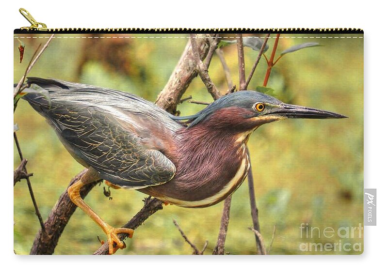 Heron Zip Pouch featuring the photograph Green Backed Heron At Magnolia by Kathy Baccari