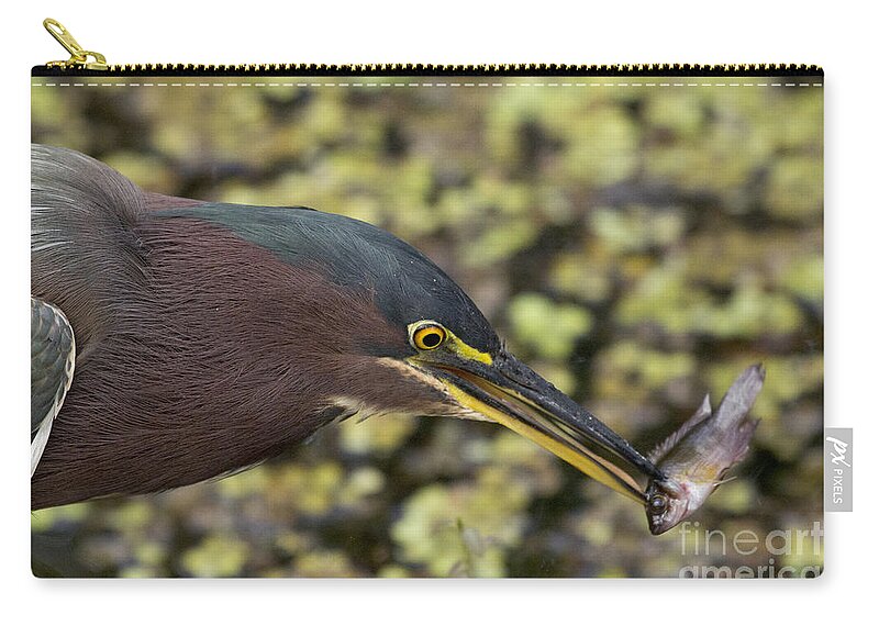Green Heron Zip Pouch featuring the photograph Green Heron Fishing by Meg Rousher