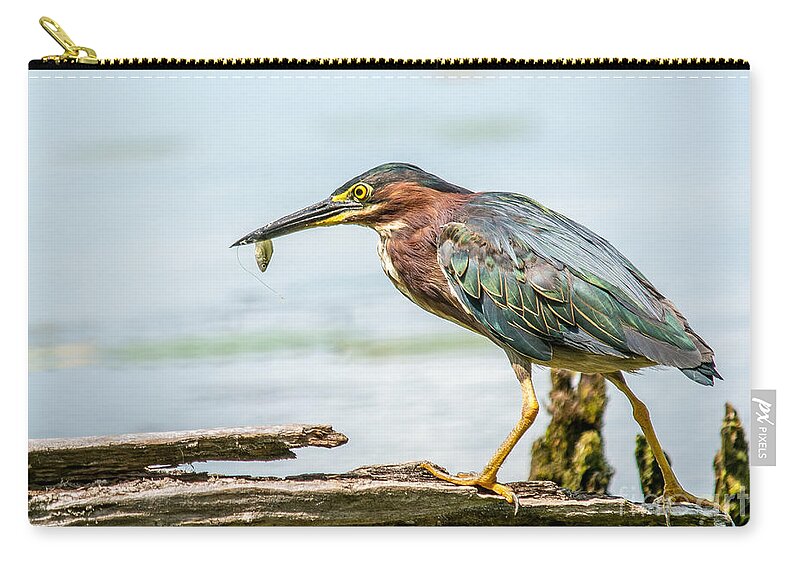 Green Feathers Zip Pouch featuring the photograph Green Heron Perfection by Cheryl Baxter
