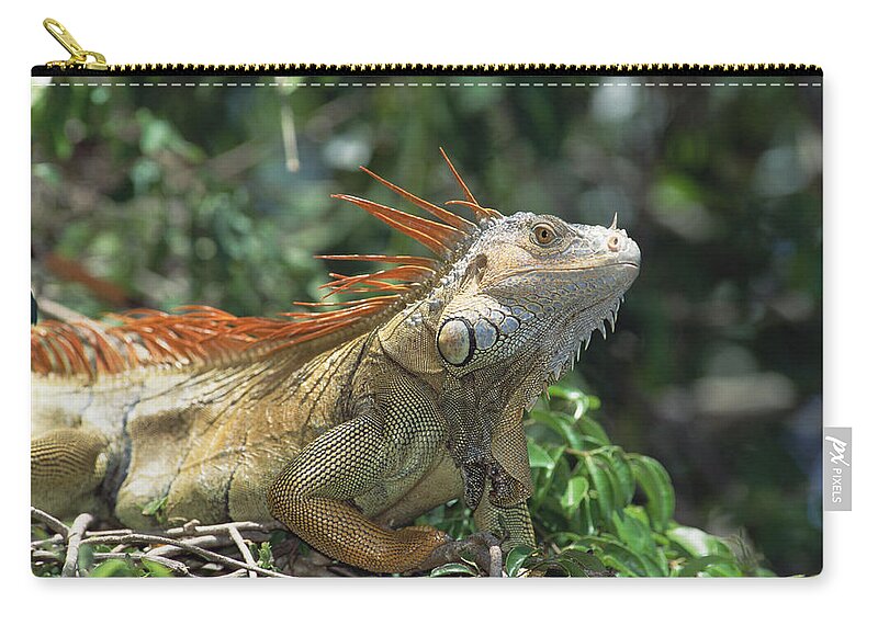 Feb0514 Zip Pouch featuring the photograph Green Iguana Male Portrait Central by Konrad Wothe