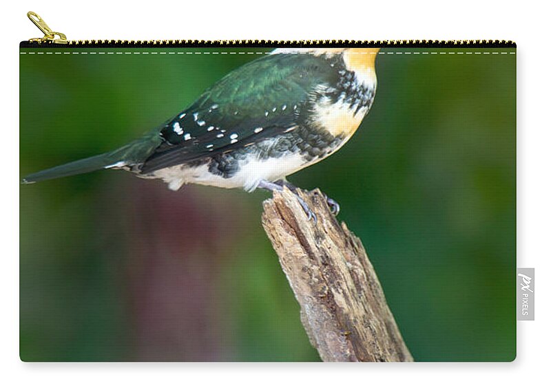 Photography Zip Pouch featuring the photograph Green Kingfisher Chloroceryle by Panoramic Images