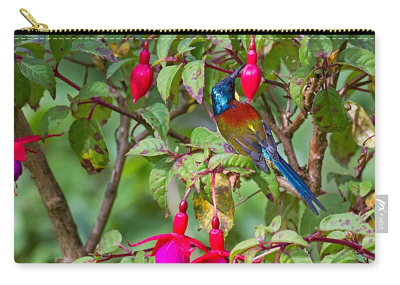 Aethopyga Zip Pouch featuring the photograph Green-tailed Sunbird A. Nipalensis by Bob Kennett