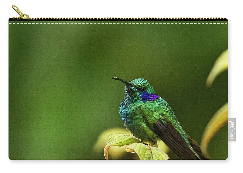 Bird Carry-all Pouch featuring the photograph Green Violetear Hummingbird by Heiko Koehrer-Wagner