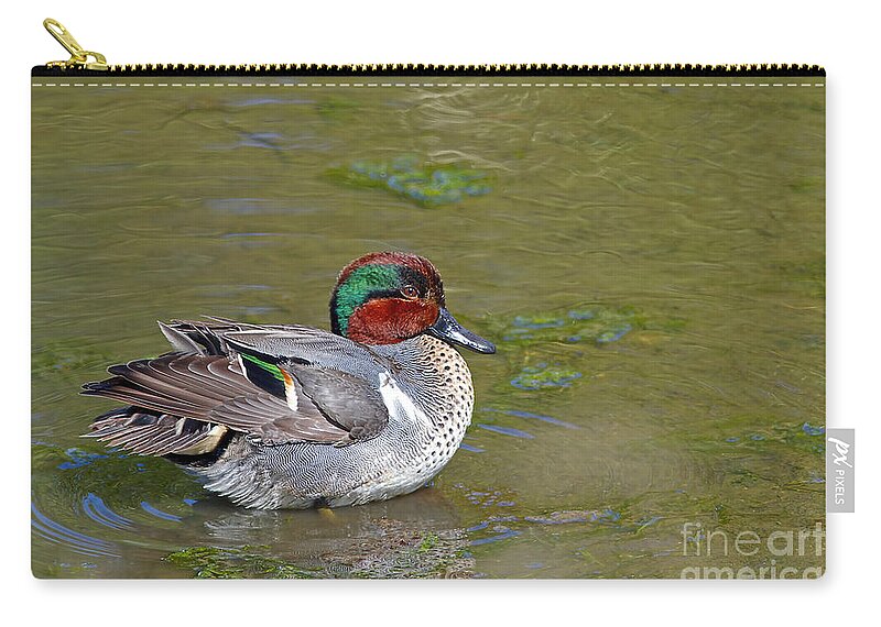 Green-winged Teal Zip Pouch featuring the photograph Green Winged Teal by Sharon Talson