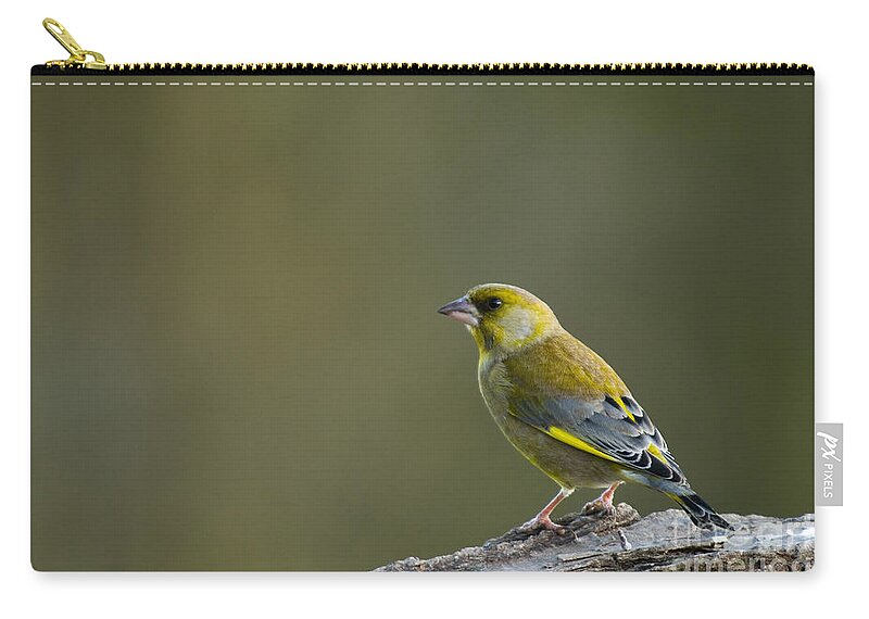 Bark Zip Pouch featuring the photograph Greenfinch by Anne Gilbert