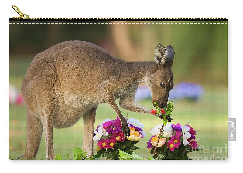 00451879 Carry-all Pouch featuring the photograph Grey Kangaroo Eating Graveyard Flowers by Yva Momatiuk and John Eastcott