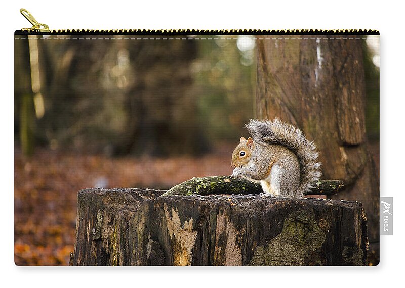 Squirrel Zip Pouch featuring the photograph Grey Squirrel on a Stump by Spikey Mouse Photography