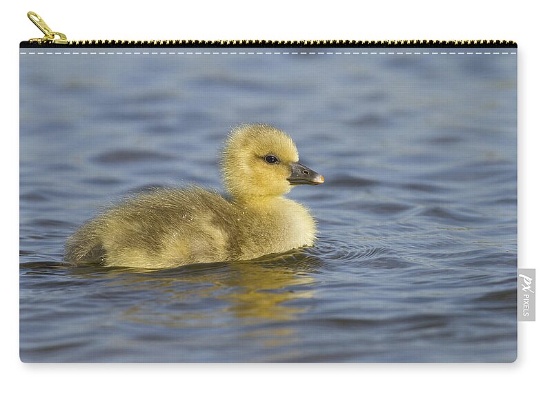 Nis Zip Pouch featuring the photograph Greylag Goose Gosling Zeeland by Sytze Jongma