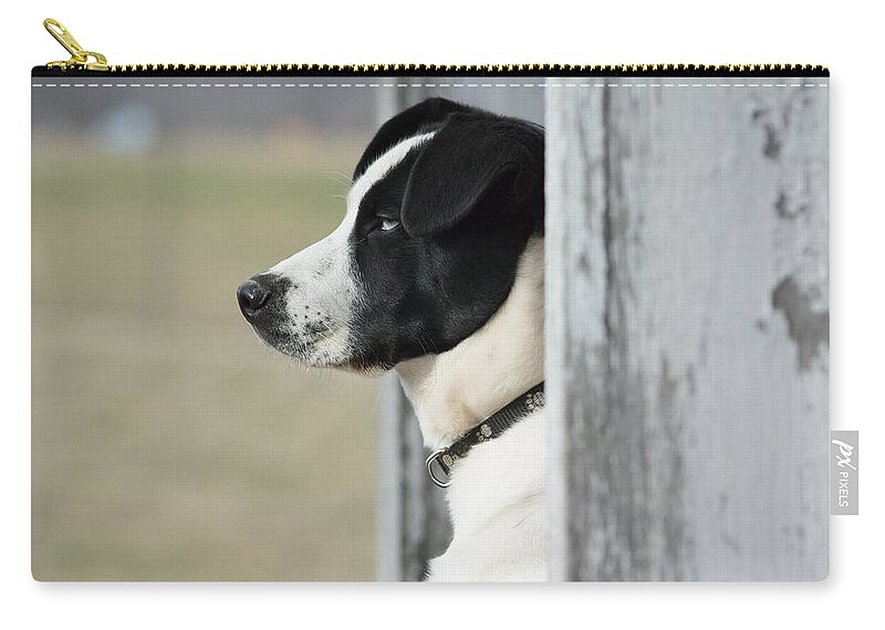 Pet Carry-all Pouch featuring the photograph Guard Dog by Holden The Moment