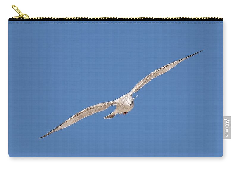 Sea Zip Pouch featuring the photograph Gull in Flight - 2 by Christy Pooschke