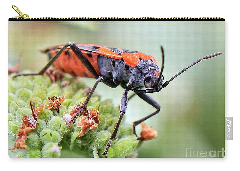 Bugs Zip Pouch featuring the photograph Halloween Attire by Geoff Crego