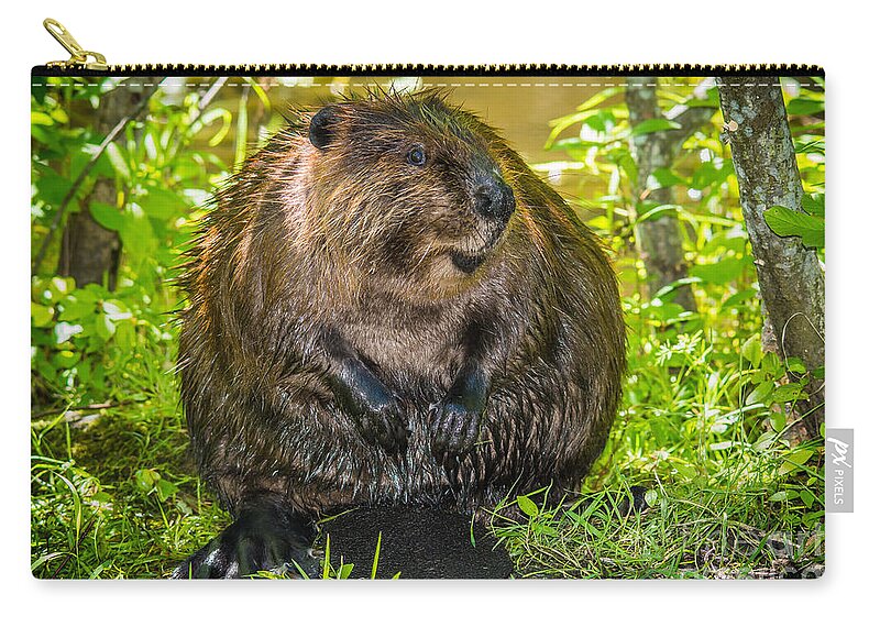 Smiling Zip Pouch featuring the photograph Happy Beaver by Cheryl Baxter