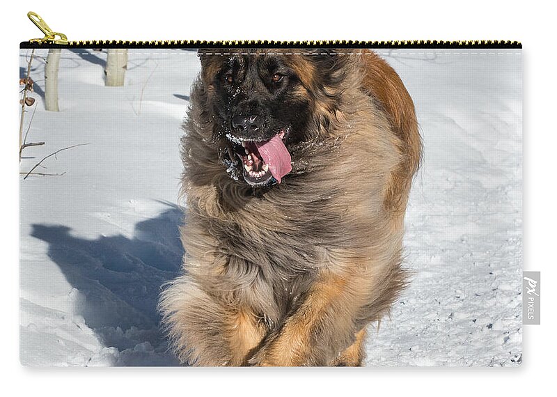 Leonberger Zip Pouch featuring the photograph Happy Leonberger Winter Trail Running by Gary Whitton
