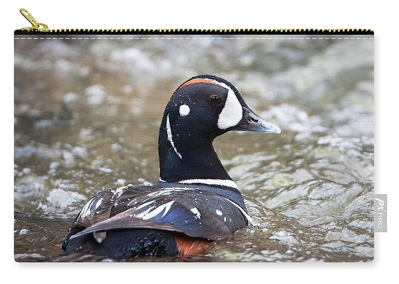 Harlequin Duck Zip Pouch featuring the photograph Harlequin Duck in Rapids by Jack Bell
