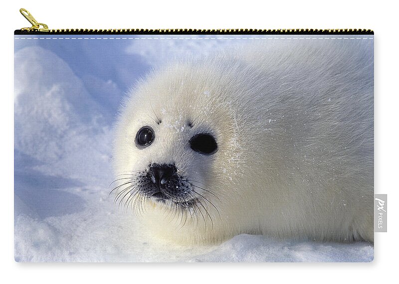 Harp Seal Zip Pouch featuring the photograph Harp Seal Pup by Francois Gohier