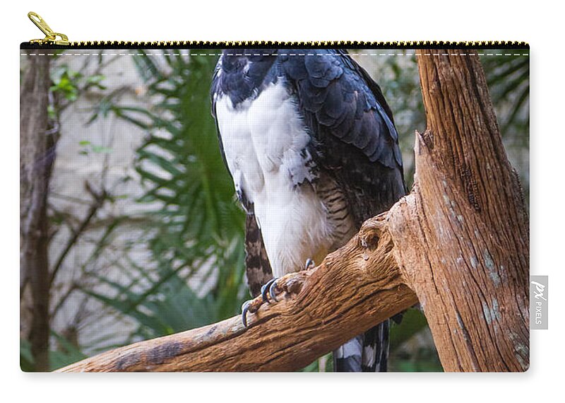 Predator Zip Pouch featuring the photograph Harpy Eagle by Ken Stanback
