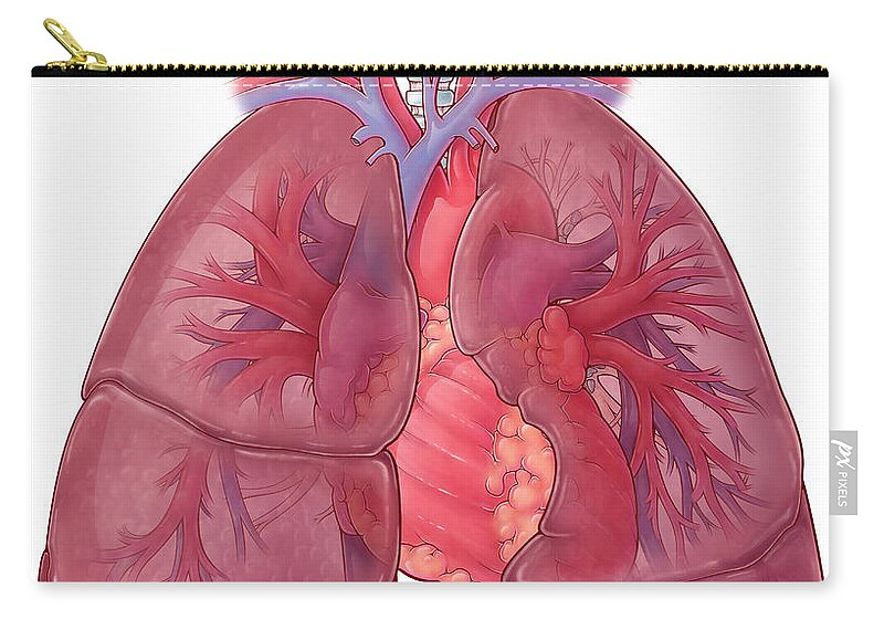 Science Zip Pouch featuring the photograph Heart And Lung Anatomy, Illustration by Evan Oto