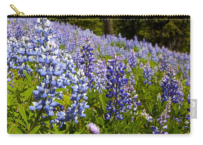 Alpine Prints Zip Pouch featuring the photograph Heavenly Blue Lupins by Theresa Tahara