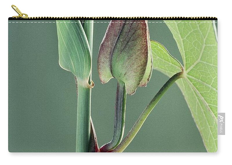 Angiosperm Zip Pouch featuring the photograph Hedge Bindweed by Perennou Nuridsany