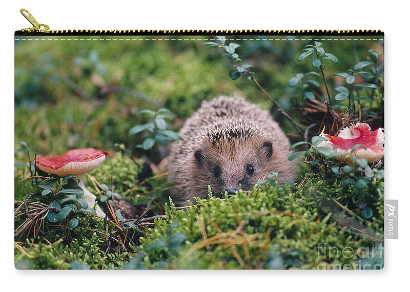 Hedgehog Zip Pouch featuring the photograph Hedgehog, Russia by Art Wolfe