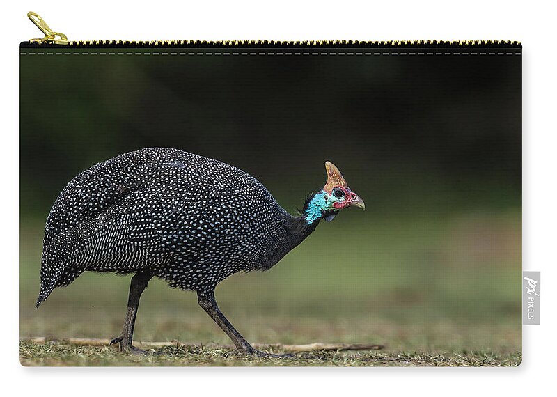 Kenya Zip Pouch featuring the photograph Helmeted Guineafowl by Manoj Shah