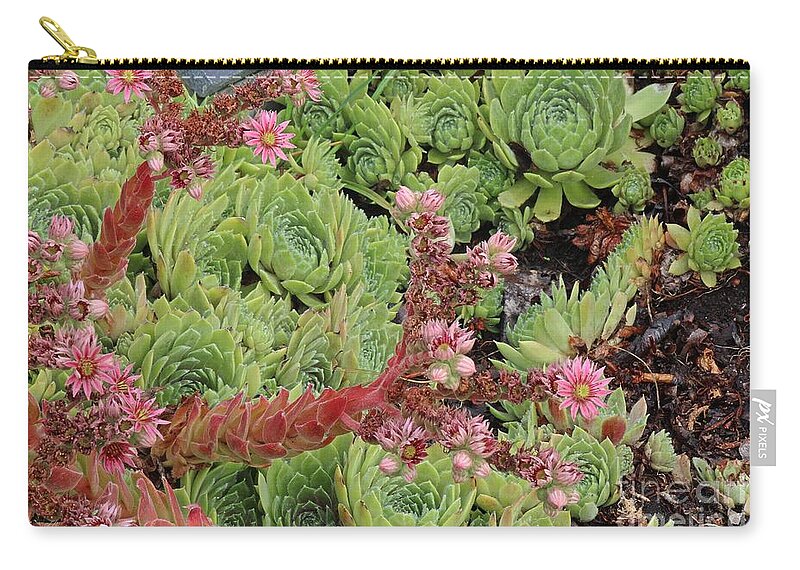 Hen And Chick Zip Pouch featuring the photograph Hen and Chick in Bloom by Ann E Robson