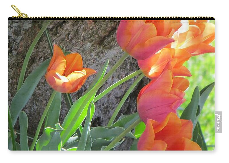 Peachy Tulips Zip Pouch featuring the photograph Herald of Spring by Sonali Gangane