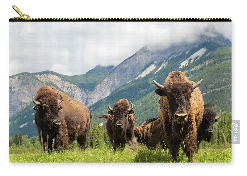 Horned Zip Pouch featuring the photograph Herd Of Buffalo Or Bison, Alberta by Peter Adams