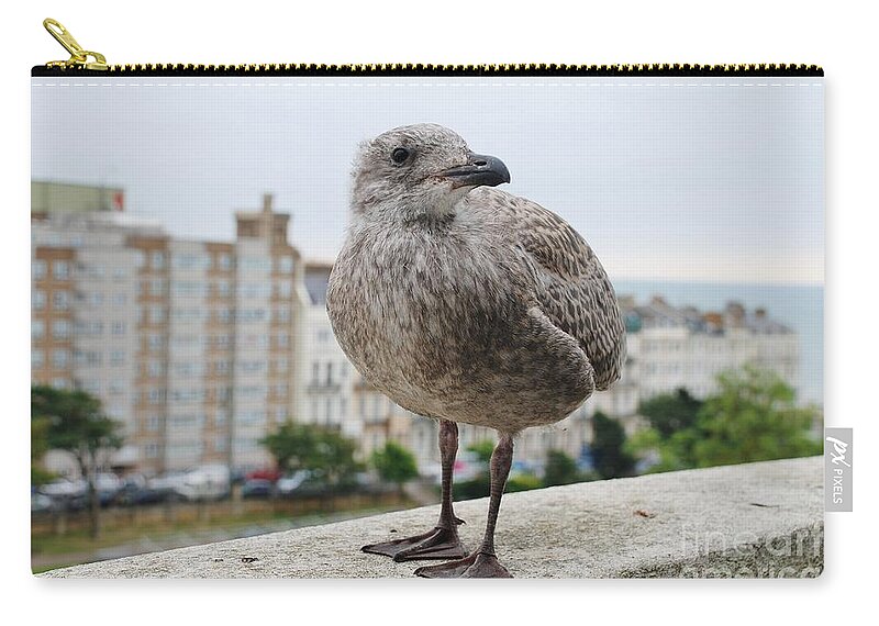 European Zip Pouch featuring the photograph Herring Gull chick by David Fowler