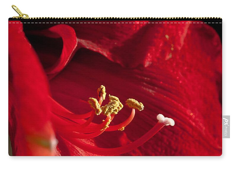 Hippeastrum Zip Pouch featuring the photograph Hippeastrum by Ralf Kaiser