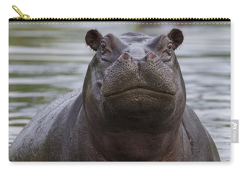 Vincent Grafhorst Zip Pouch featuring the photograph Hippopotamus Bull Khwai River Botswana by Vincent Grafhorst