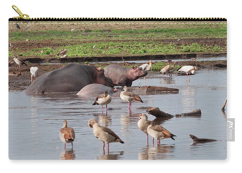 Hippopotamus Zip Pouch featuring the photograph Hippos And Birds In A Pond by Ignacio Palacios