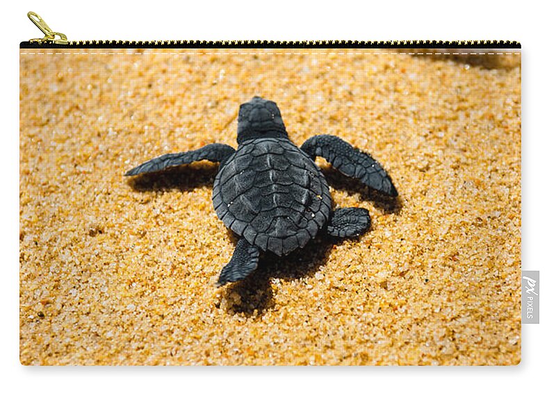 Baby Loggerhead Zip Pouch featuring the photograph Home by Sebastian Musial