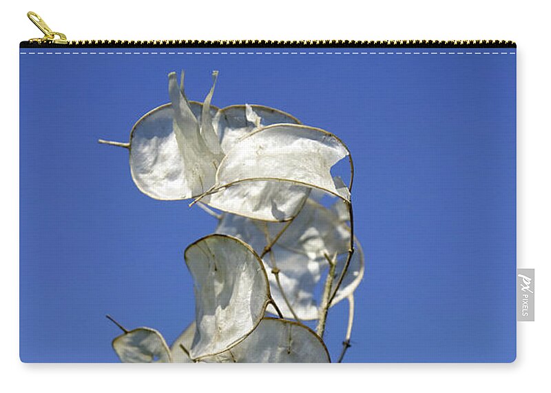 Europe Zip Pouch featuring the photograph Honesty Seed Pods by Rod Johnson