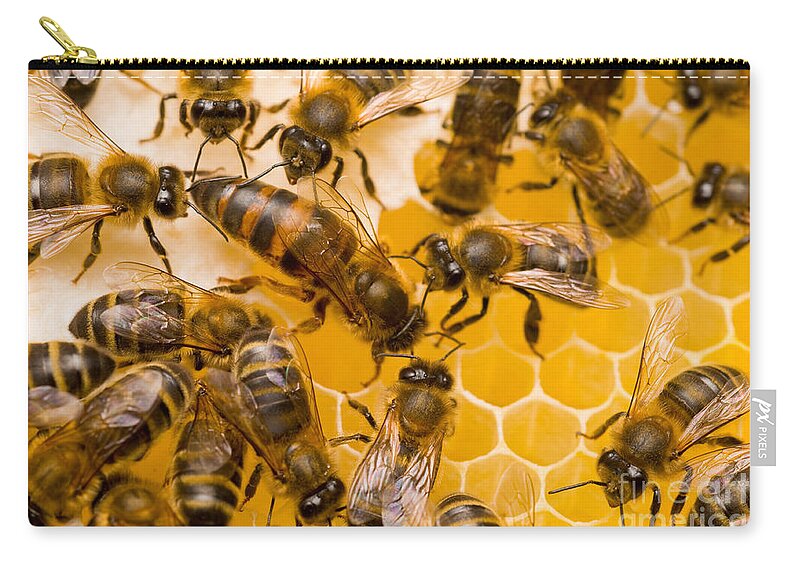Honey Bees Zip Pouch featuring the photograph Honeybee Workers And Queen by Mark Bowler